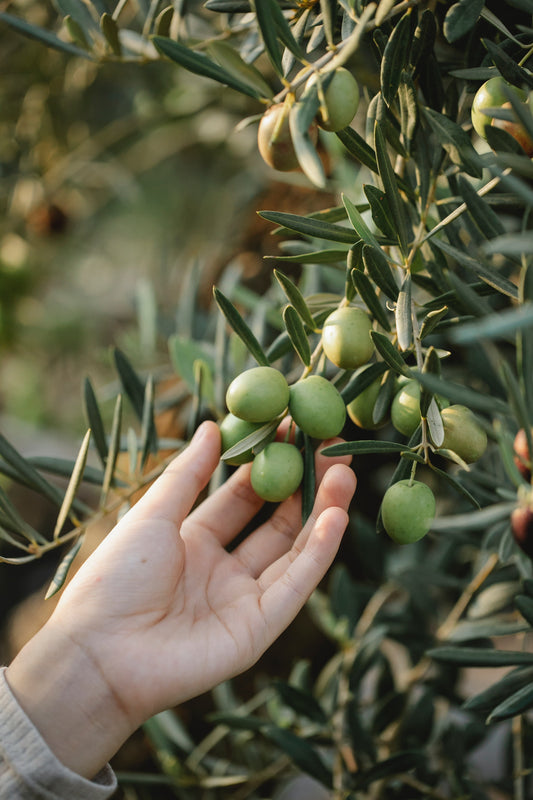 Olive oil - a magical cosmetics ingredient since Ancient Greece