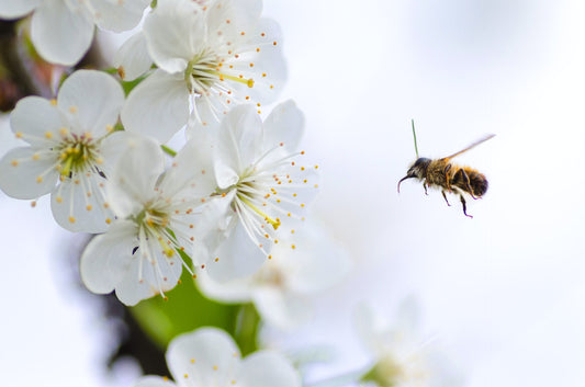 Everything bees make is a top-notch cosmetics product.